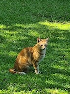 South African garden lawn